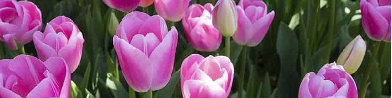 Spuittechniek in tulpen