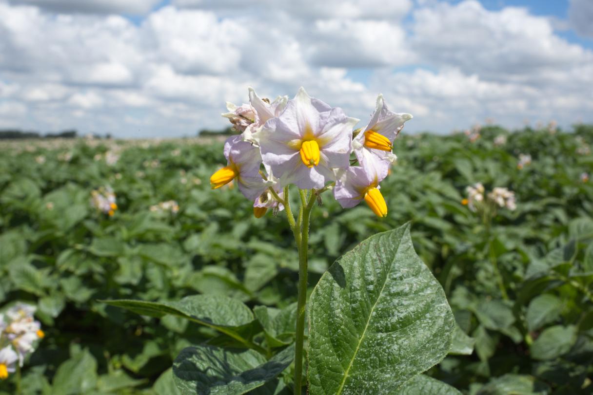 Aardappelveld Quantis