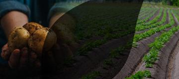 Voorkom Phytophthora in de meest kritieke fase van snelle loofgroei van het aardappelgewas met Syngenta.