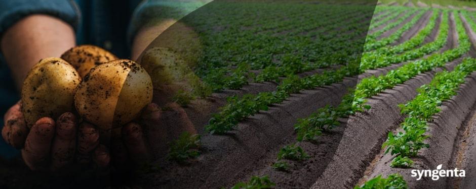 Voorkom Phytophthora in de meest kritieke fase van snelle loofgroei van het aardappelgewas met Syngenta.