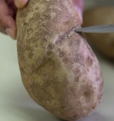 Fusarium-toets