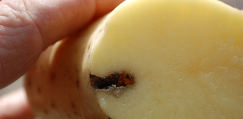 schade ritnaald aardappel