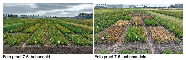 Spuittechniek in tulpen met +95% driftreductie Foto proef