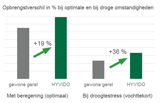 Bij droogtestress wordt het procentuele opbrengstverschil tussen HYVIDO en gewone gerst nog groter