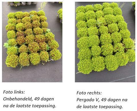 Onbehandeld vs Pergado V