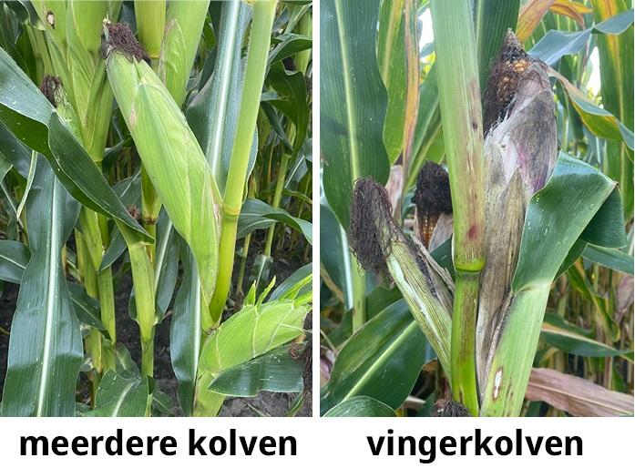 op vingerkolven kunnen zich ook schimmels ontwikkelen