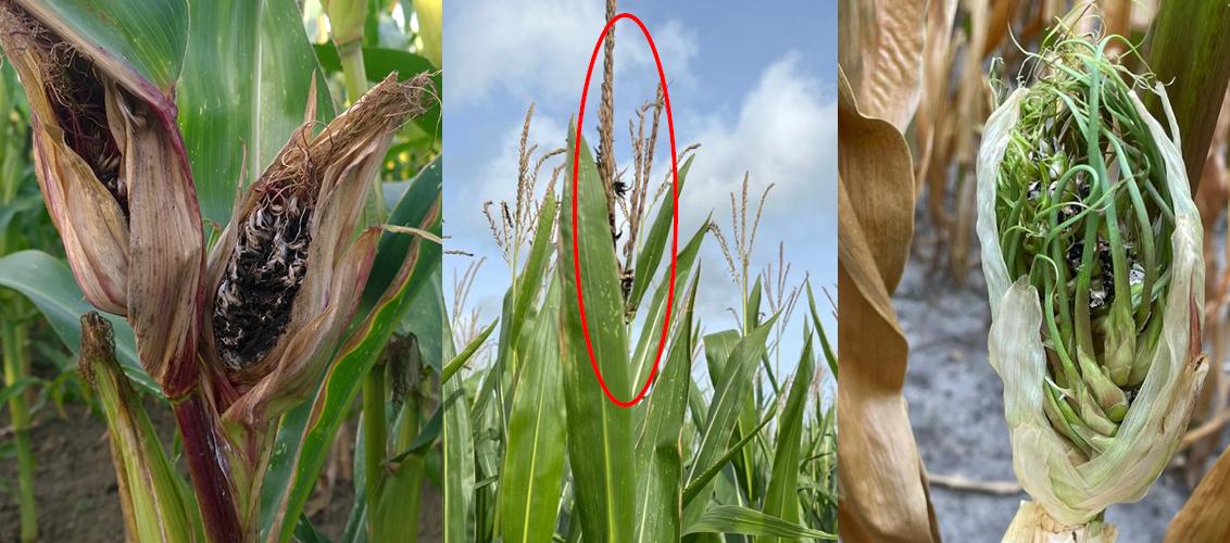 Kopbrandaantastingen in mais op kolf en pluim
