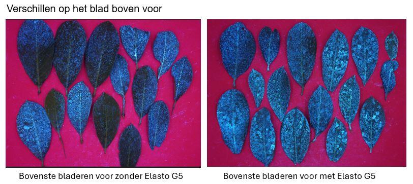 Verschillen op het blad Prunus