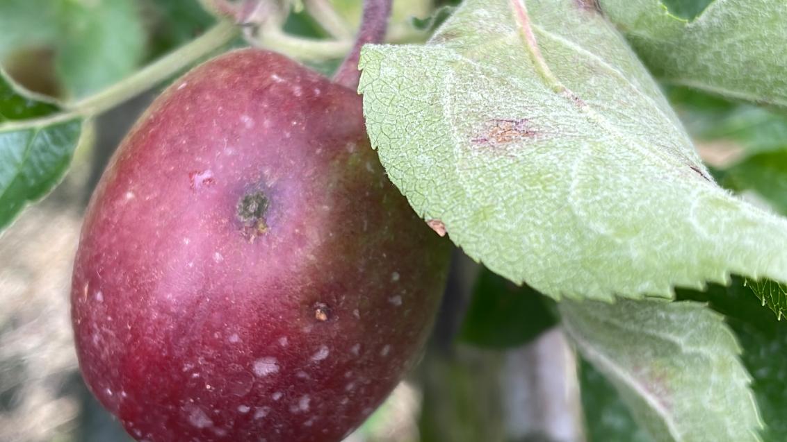 Appel