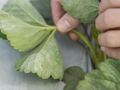 Meeldauw op aardbeien plant