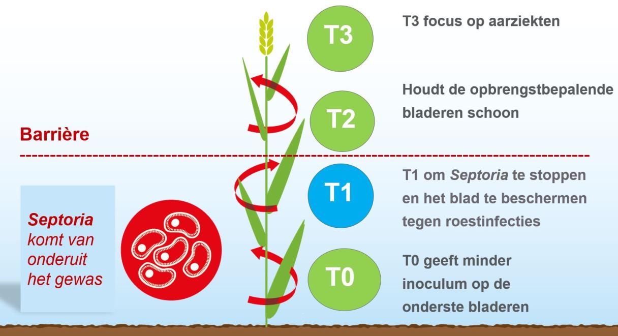 Ziekteontwikkeling in tarwe