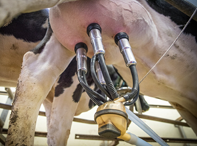 In 2024 gaven  POWERCELL™ rassen 36 gram zetmeel en  37 VEM/kg DS meer dan dent rassen