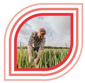 “HYVIDO® Neo rassen  halen de meeropbrengst van de de beste HYVIDO® variëteiten, en voegen daar BYDV resistentie aan toe.   Zorgeloos gaan voor de hoogste opbrengst,  óók als u niet in de mogelijkheid bent om te behandelen tegen de bladluizen.”