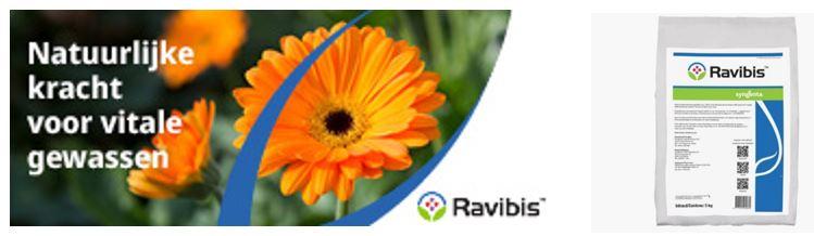 Ravibis