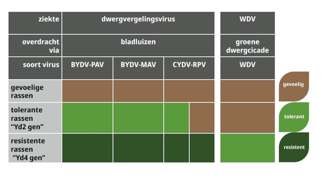 Gevoelig, tolerant of resistent voor welke virussen? 