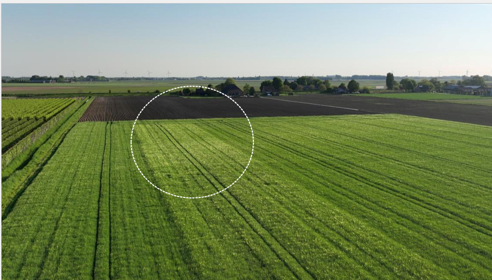Veld wintergerst met Vixeran effect