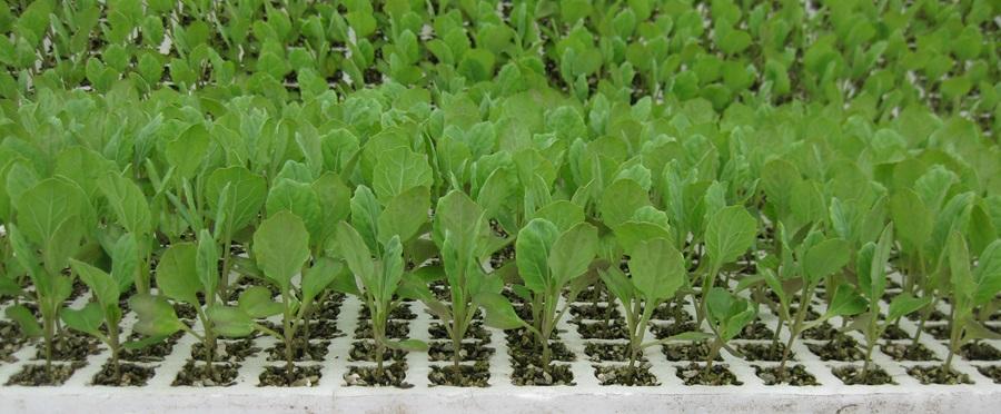 Brassica zaailingen in tray