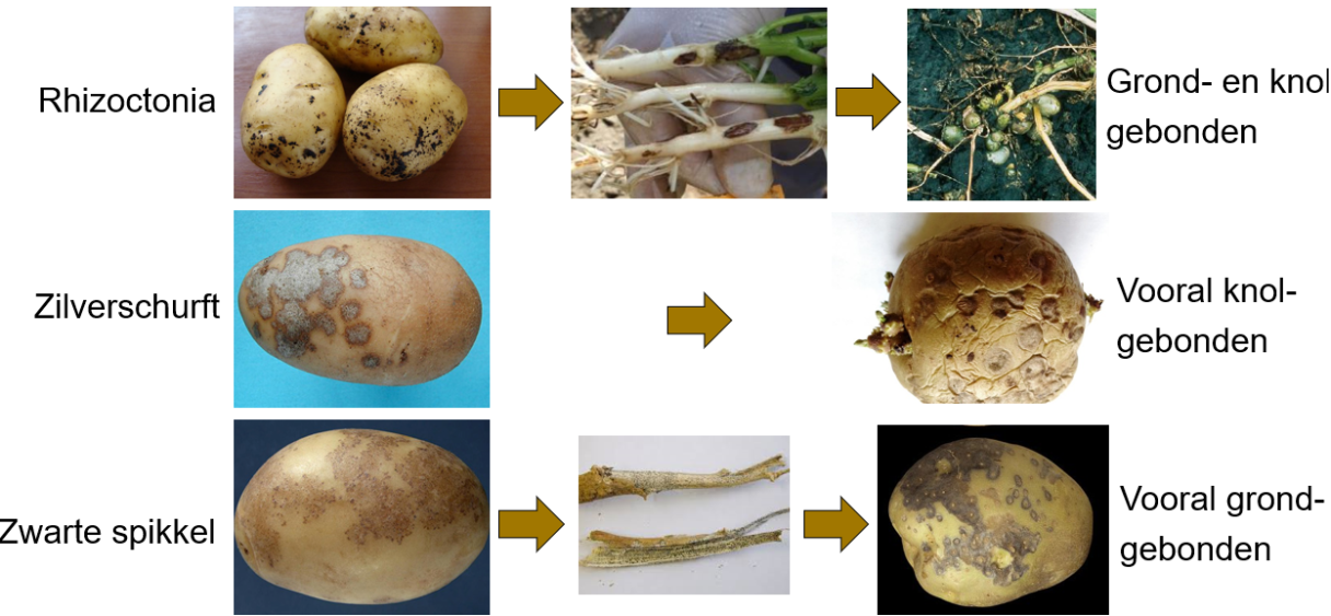 knolziekten in aardappelen