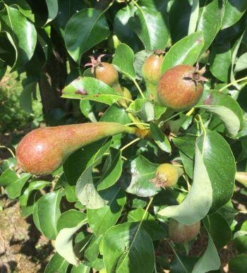 350x387_bnl_peren_bbch_72