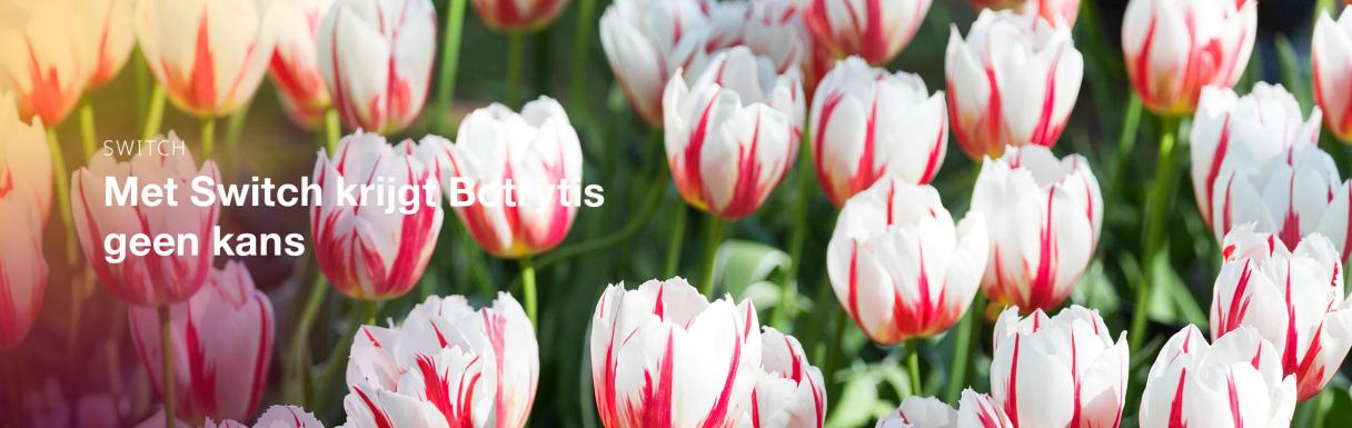 Full width header campagne switch