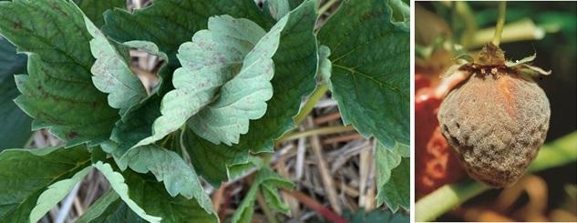 633x245_bnl_meeldauw_aardbei2_en_botrytis