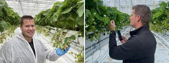 573x214_bnl_maikel_en_hans_in_de_aardbeien