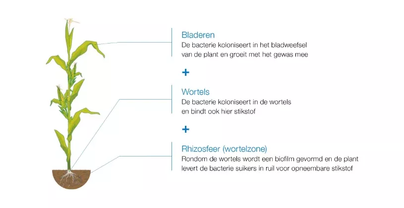 Grafiek van een plant met uitleg over bladeren, wortels en stengel