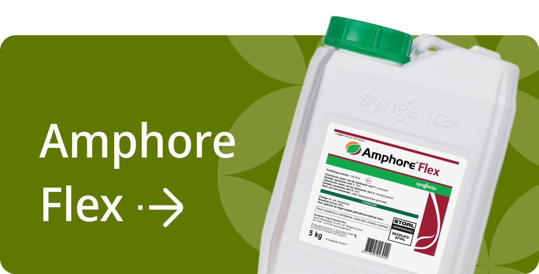 Ter voorkoming van Phytophthora heeft Syngenta een breed pakket aan middelen: AMPHORE FLEX  inzetten als het schema uit de hand loopt en onder natte omstandigheden.